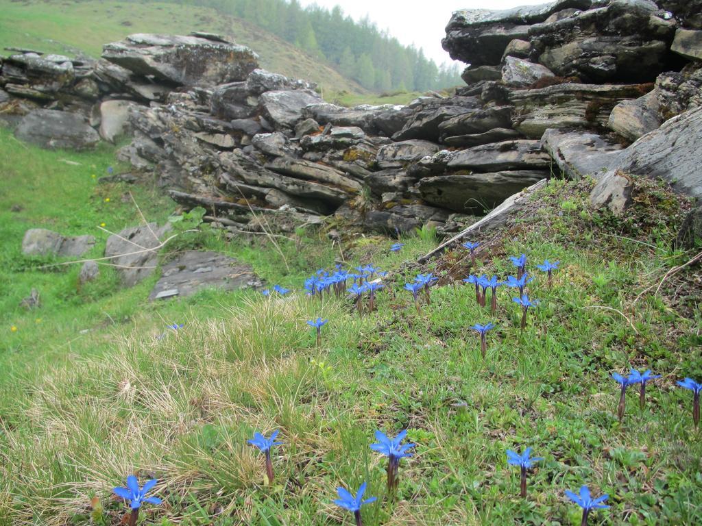 Landhaus Gassner Фуш-ан-дер-Гросглокнерштрассе Экстерьер фото
